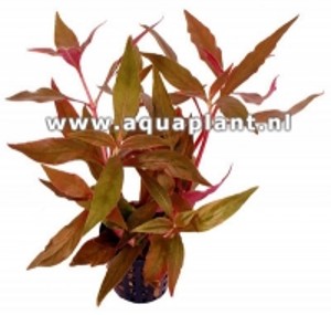 Alternanthera Cardinalis